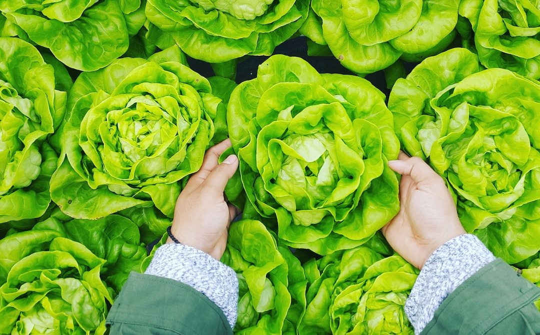 Can a Salad a Day Keep Dementia at Bay?